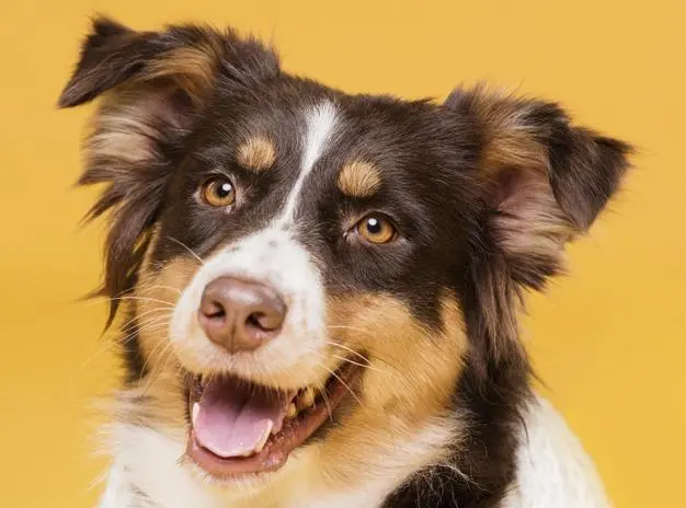 nomes criativos para cães com a letra g