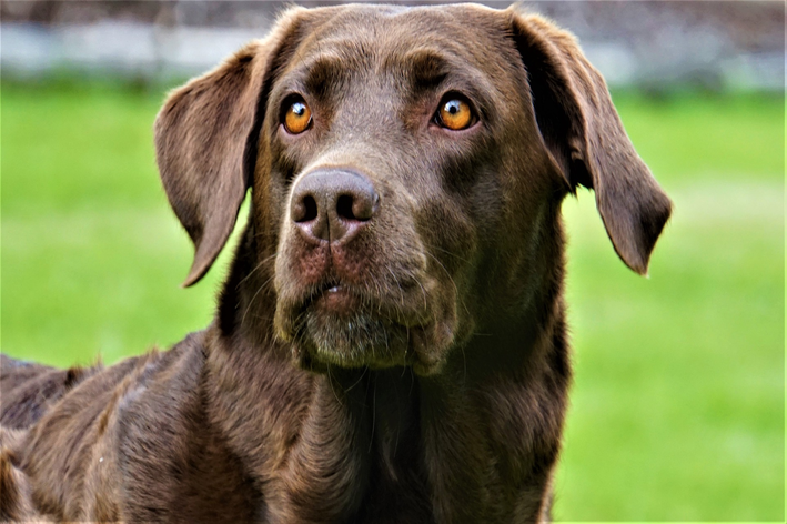 nomes de cachorros curtos com g