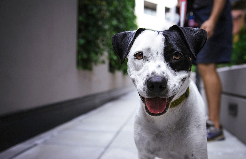 nomes criativos para cães com a letra g
