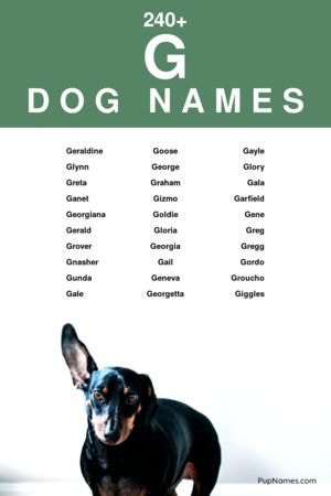 nomes de cachorros curtos com g