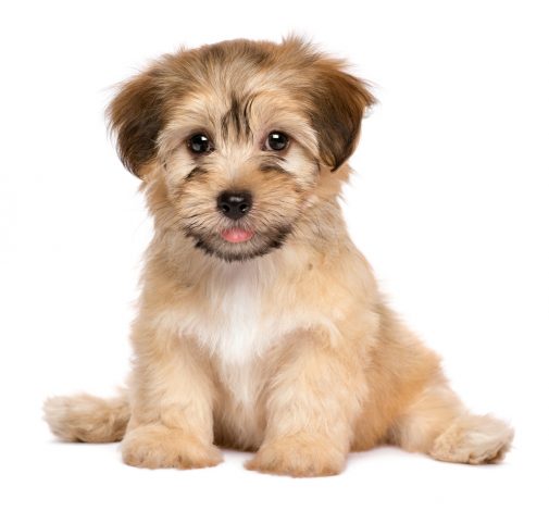 nomes de cachorros fortes com g