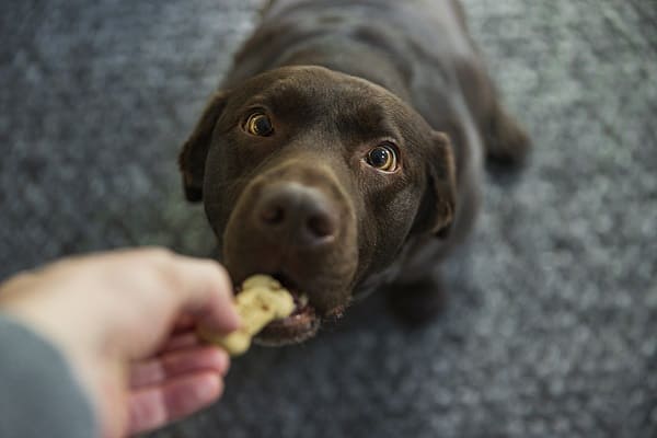 nomes de cachorros fofos com g