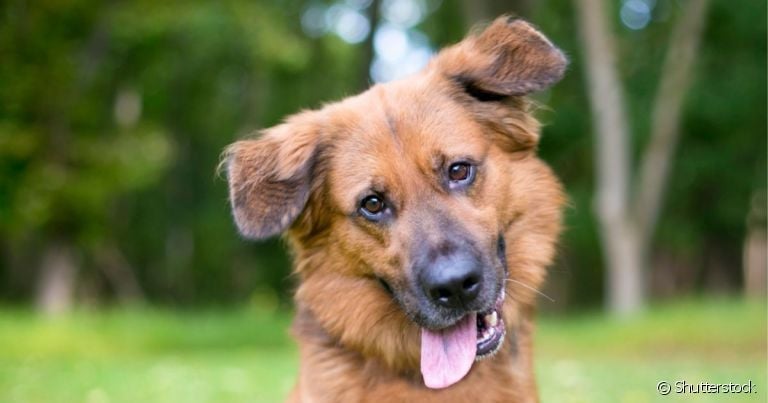 nomes de cachorros com g e significado