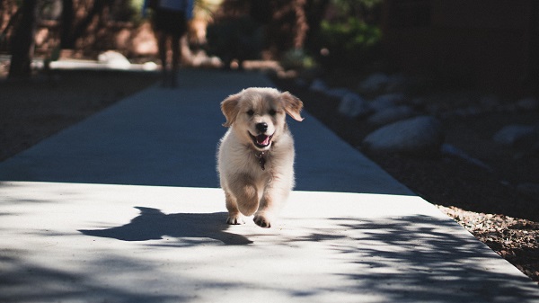nomes de cachorros com g para filhotes