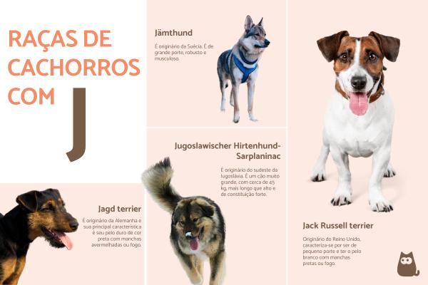nomes criativos para cachorro com a letra j