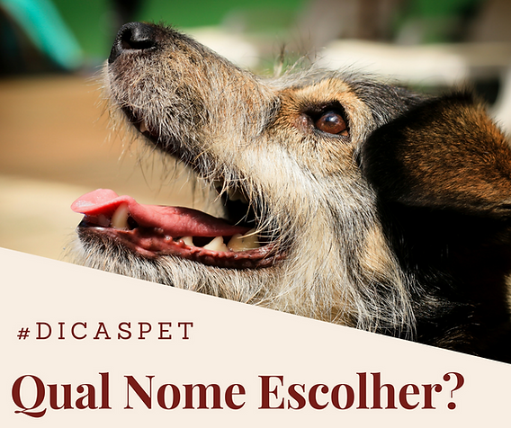 quanto custa registrar nome de cachorro com j