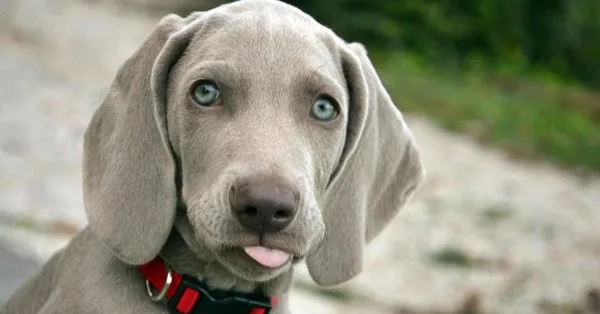 nomes para cachorro com j vs nomes com outra letra