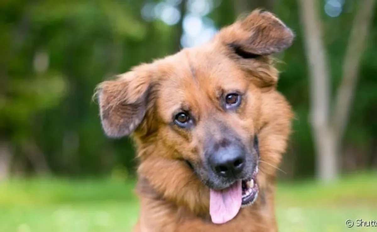 nomes para cachorro com j vs nomes com outra letra