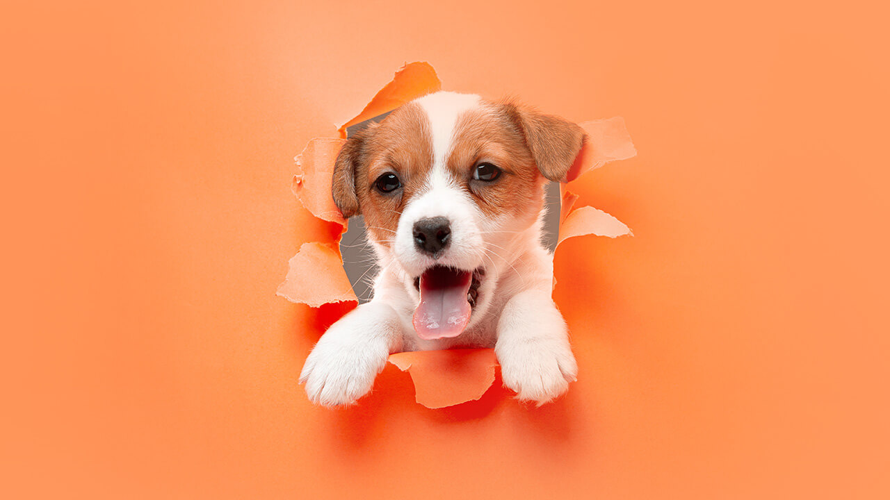 5 ideias de títulos