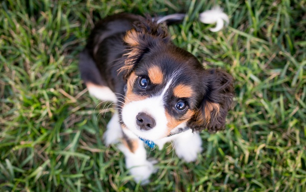 5 ideias de títulos