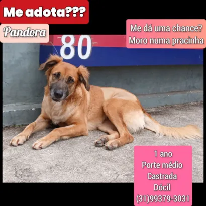 nomes para cachorro com a letra l