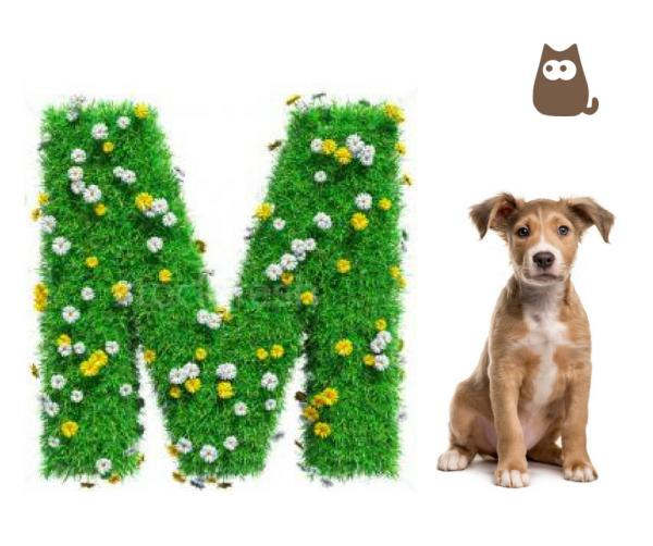 nomes para cachorro com a letra m