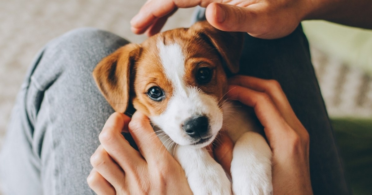 nomes de cachorro com m para buldogue francês