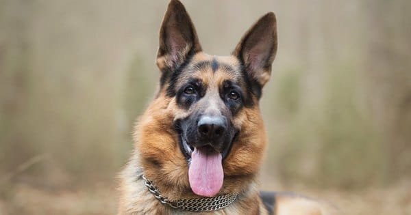 nomes para cachorro com a letra m