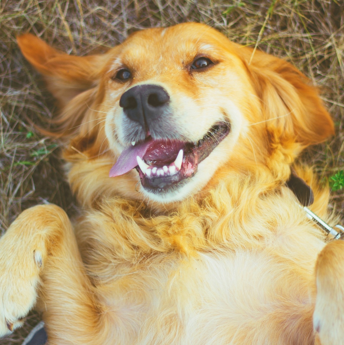 nomes para cachorro com a letra r