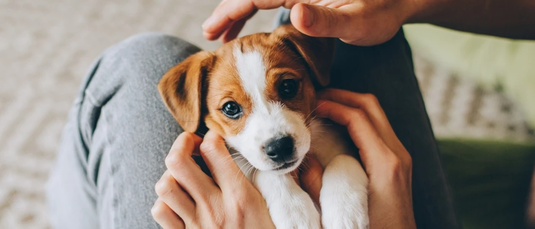 nomes de cachorro com a letra r para machos