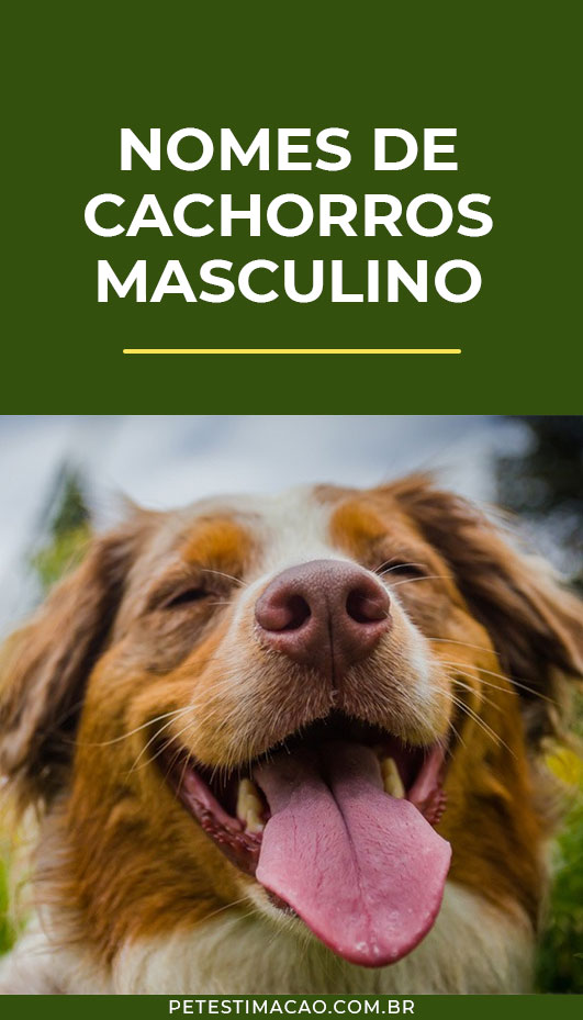 erros comuns ao escolher nome de cachorro com R