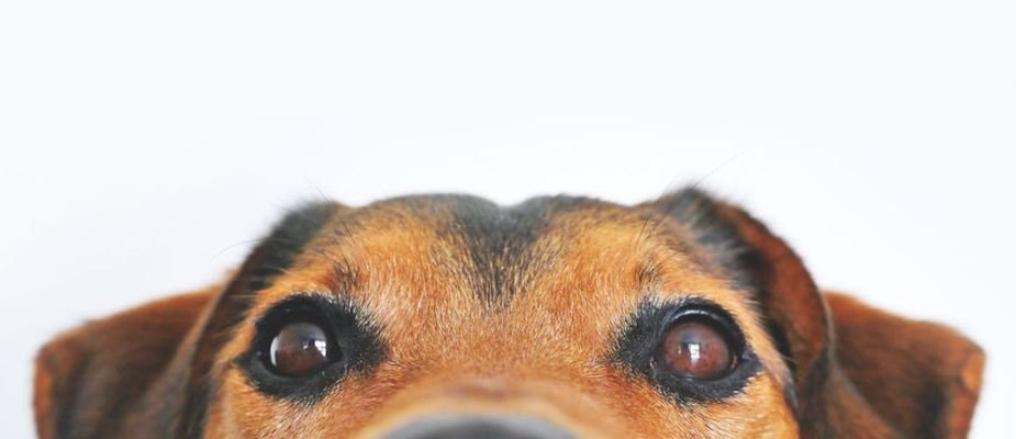 erros comuns ao escolher nome de cachorro com R