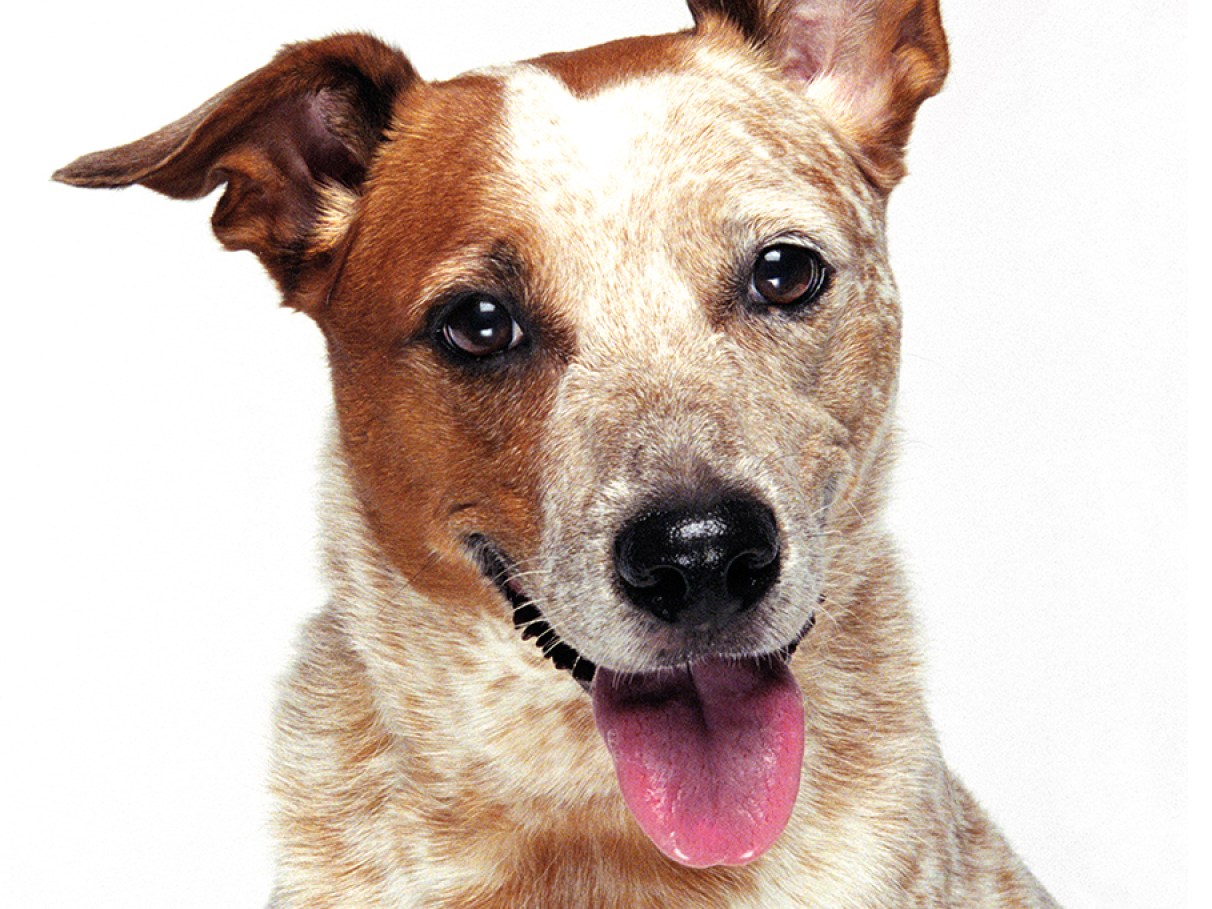 nomes de cachorro com R vs nomes com S