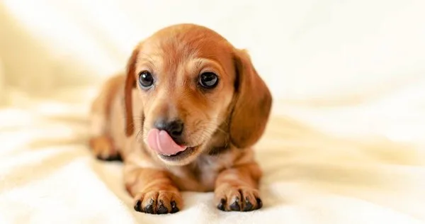 nomes de cachorro com R vs nomes com S