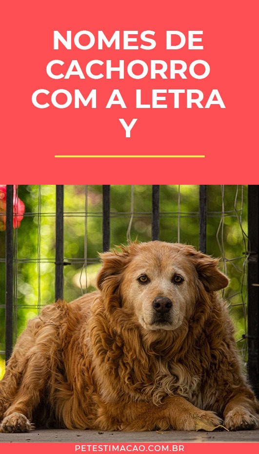 nomes de cachorro com Y para fêmea
