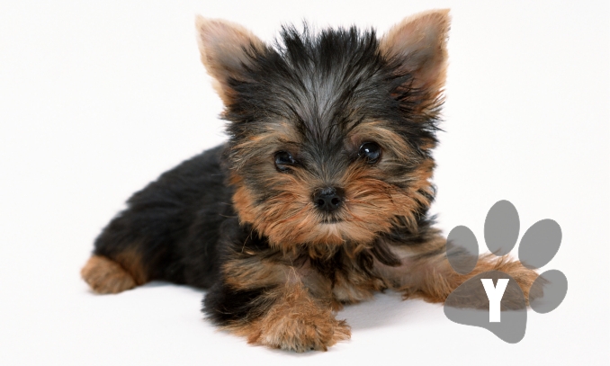 nomes de cachorros com Y para cães pequenos