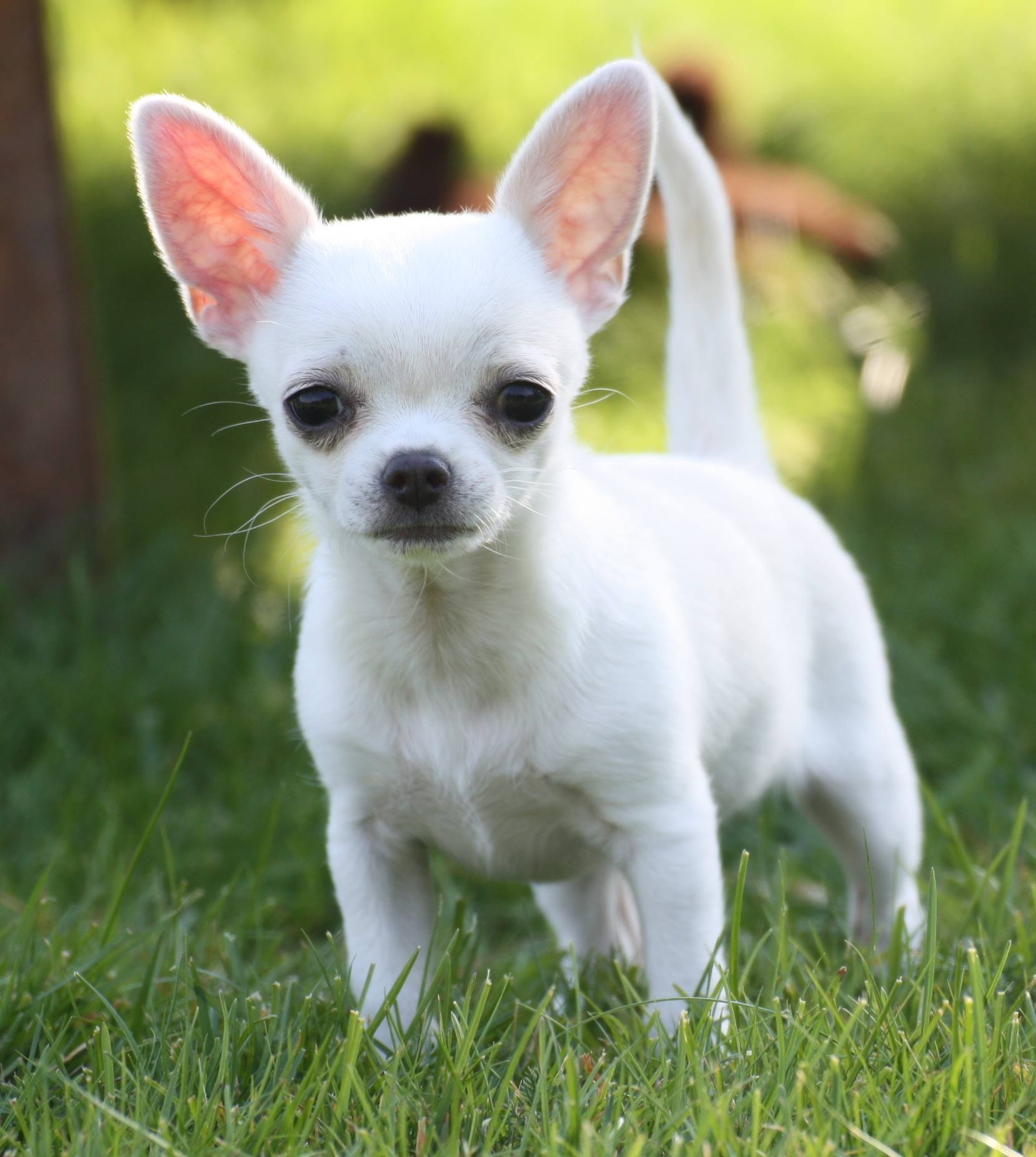 nomes de cachorros com Y de origem japonesa