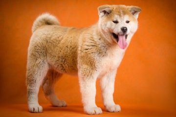 nomes de cachorros com Y de origem indígena