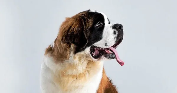 nomes criativos para cachorro com Y