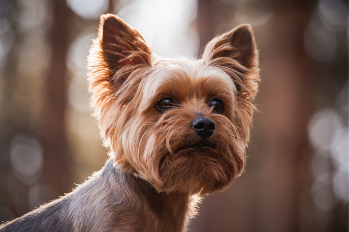nomes curtos para cachorro com Y