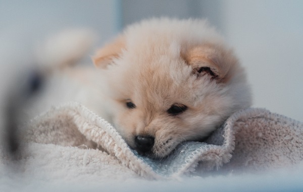 nomes diferentes para cachorro com Y