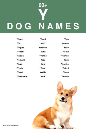 nomes inspirados em cultura pop com Y para cachorros