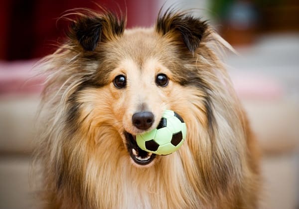 nomes de cachorros com Y e significado