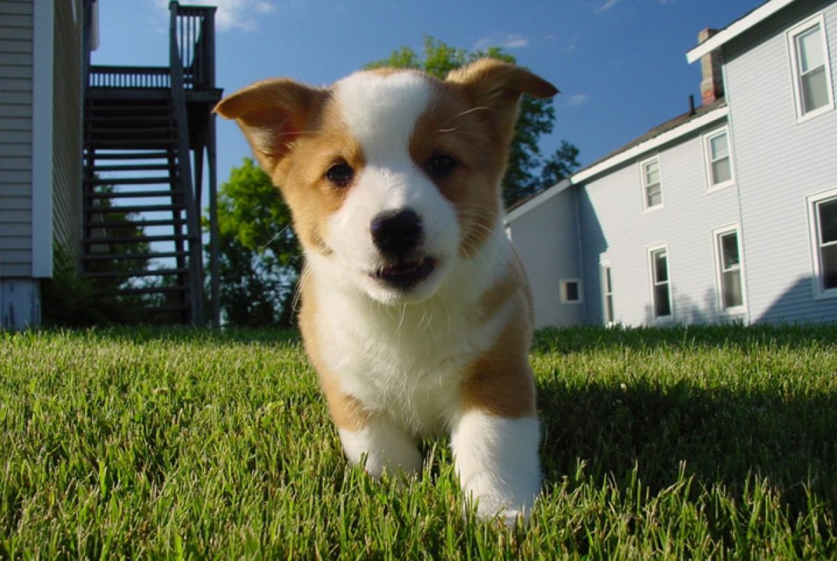 nomes de cachorros com Y para filhotes