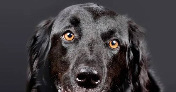 Nomes de Cachorro com A a Z: Guia Completo para Escolher