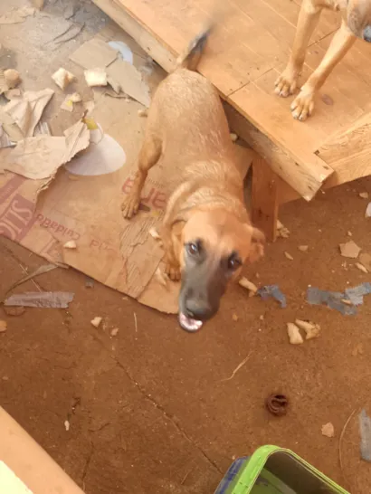 Como Escolher o Nome Perfeito para Seu Pet: Dicas e Inspirações