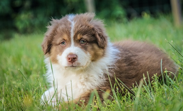 Nomes de Cachorro por Personalidade: Encontre o Ideal para Seu Cão