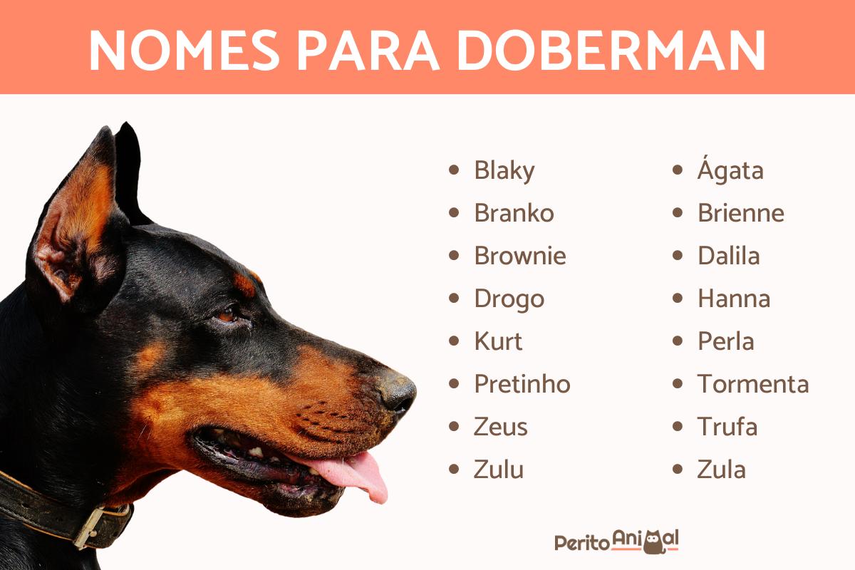 nomes para cachorro doberman