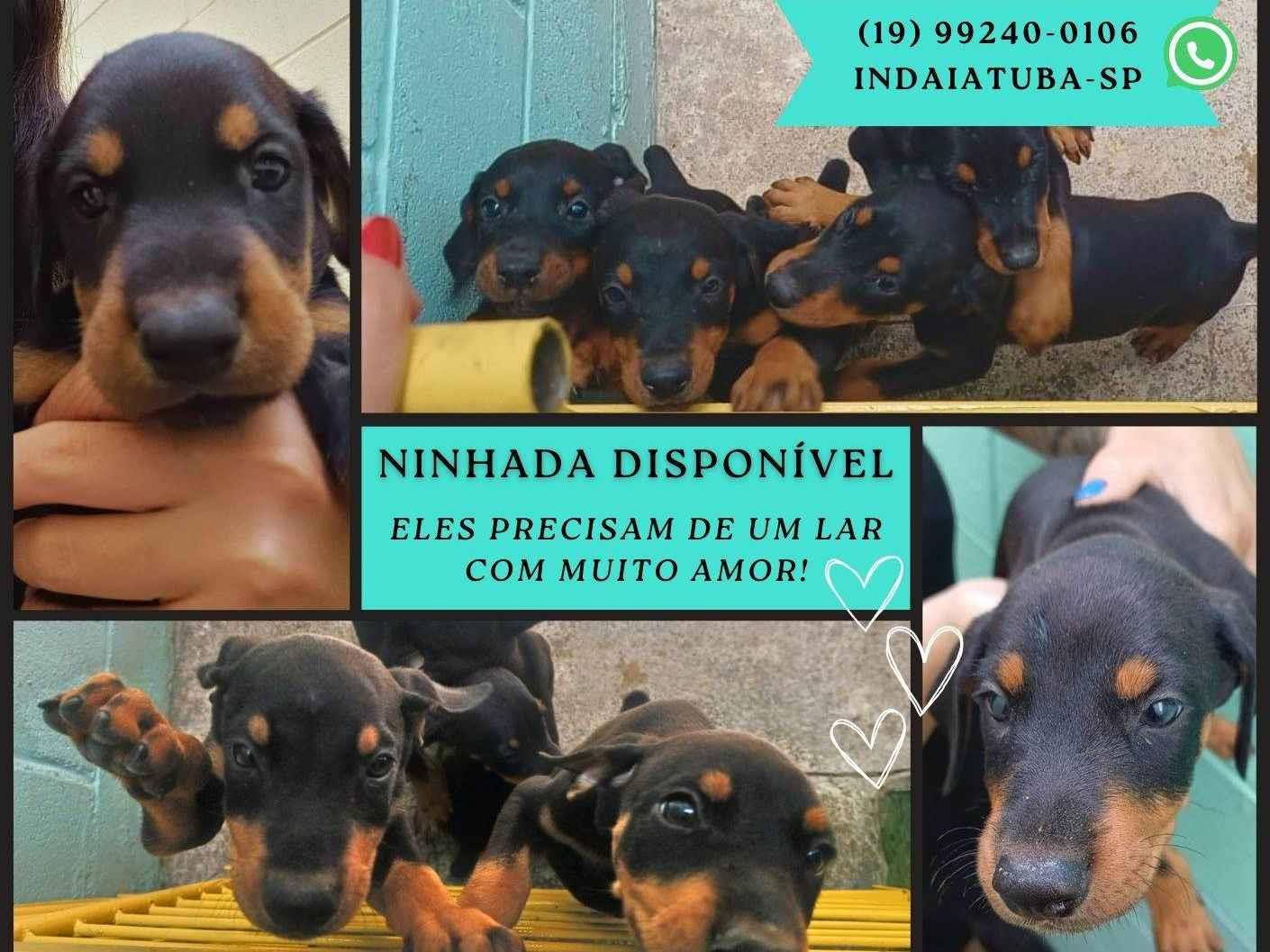 Doberman preto ou chocolate: Nomes perfeitos para cada cor
