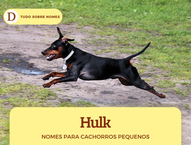 Dicas de adestramento: A importância do nome curto para Dobermans