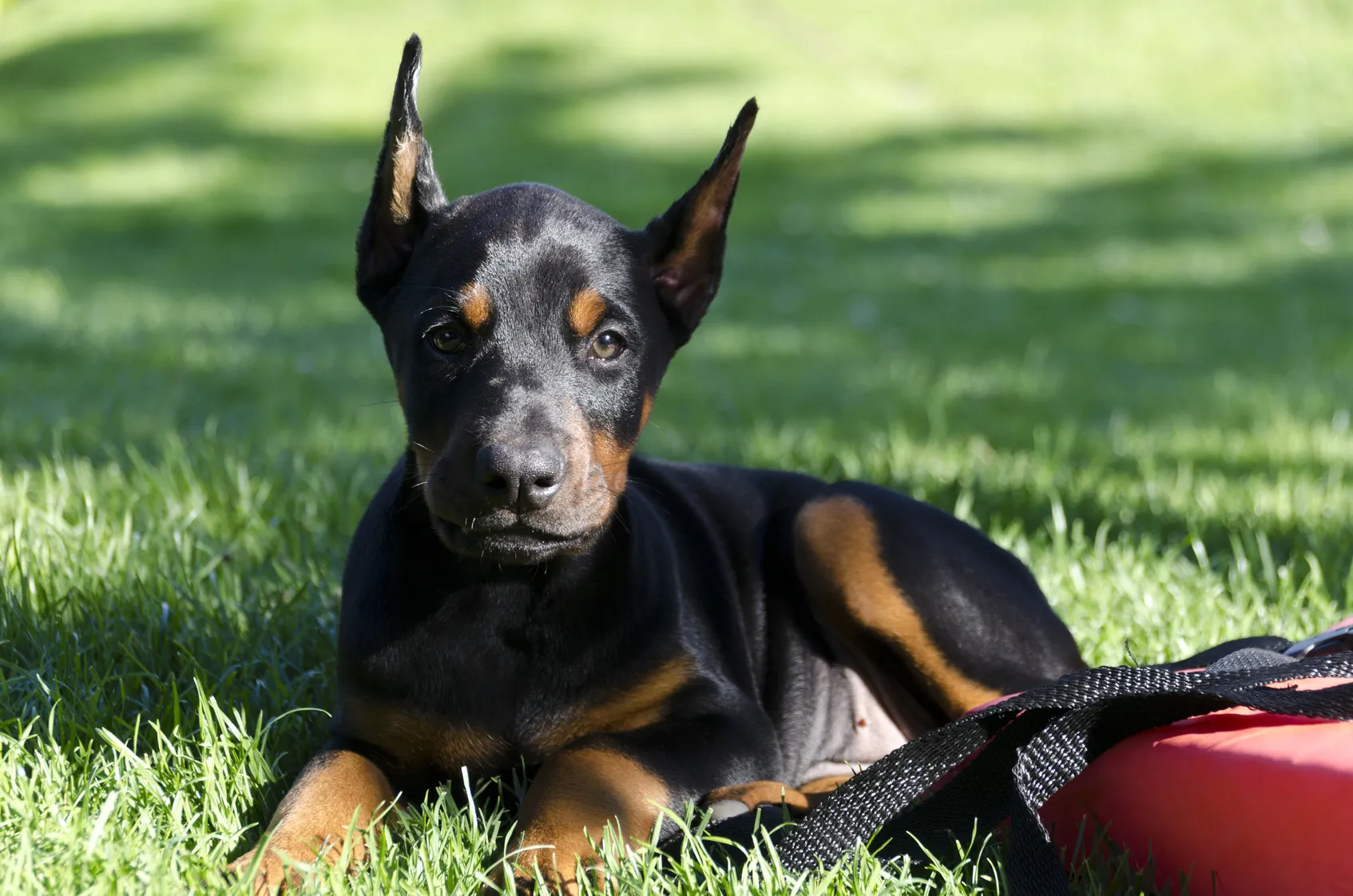 Doberman preto ou chocolate: Nomes perfeitos para cada cor