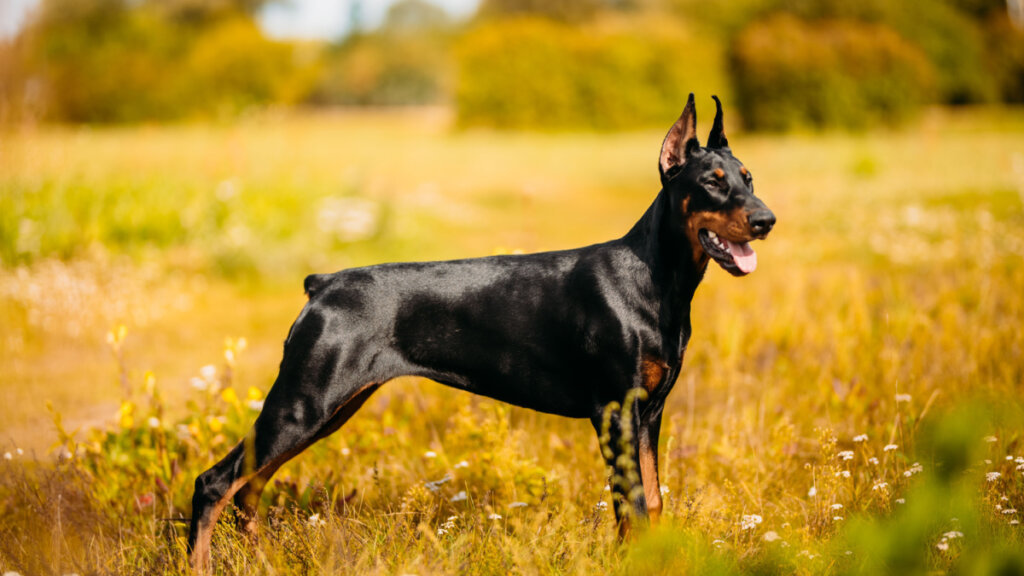 nomes para cachorro doberman