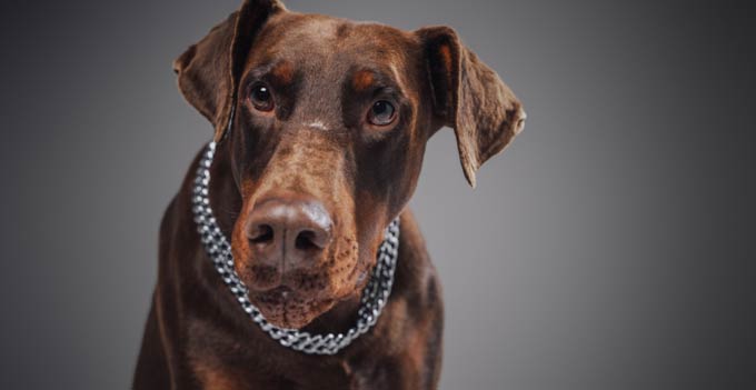 Como escolher o nome ideal para seu Doberman filhote