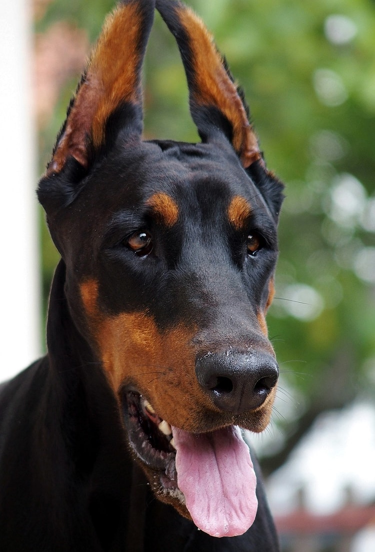 Doberman: Conheça a história e origem da raça