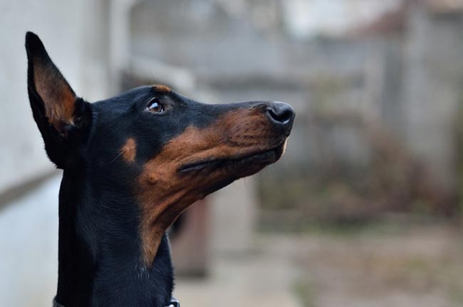 Dicas de adestramento: A importância do nome curto para Dobermans