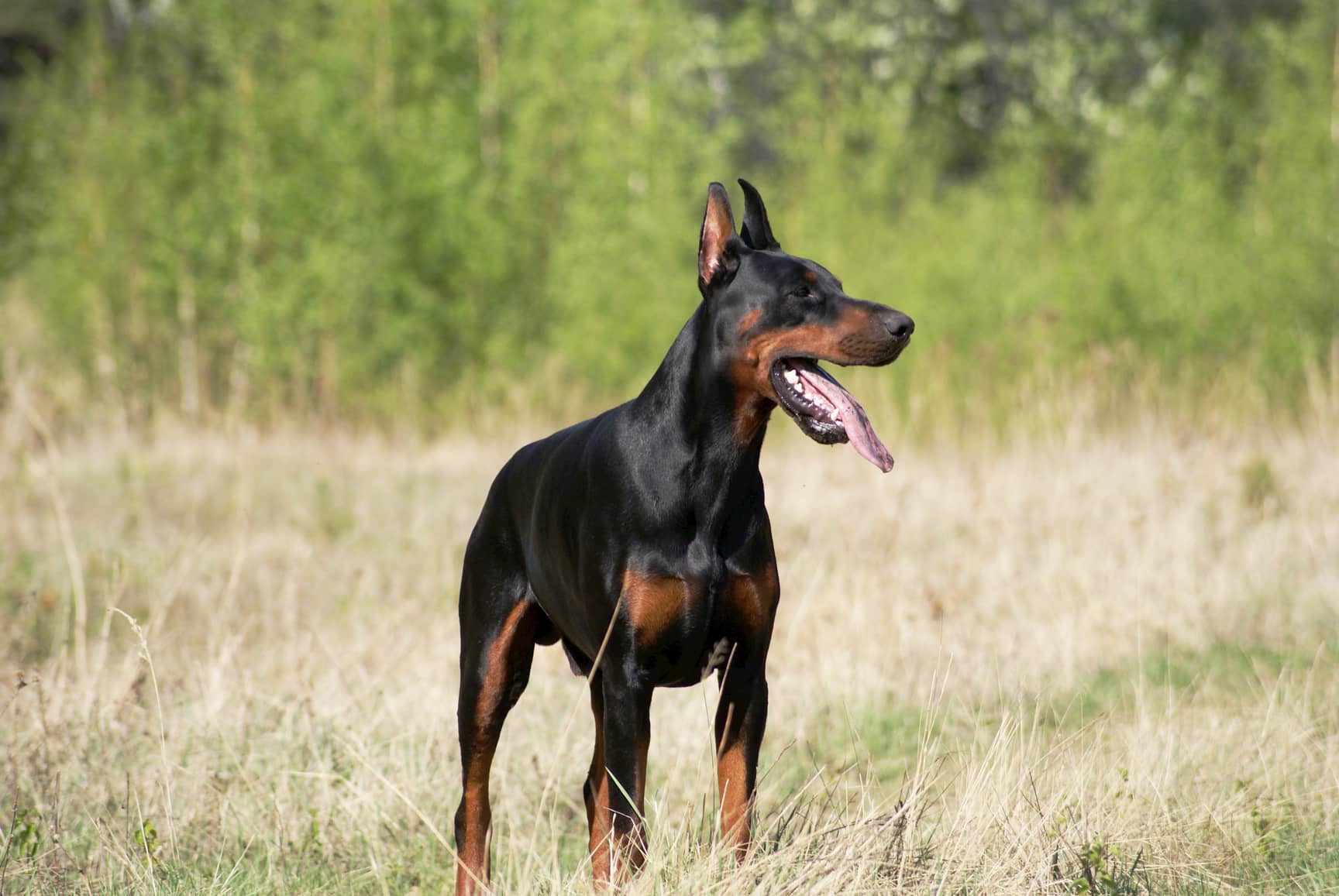 Doberman preto ou chocolate: Nomes perfeitos para cada cor