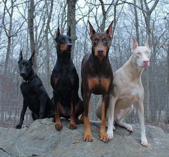 Nomes de deuses e mitologias para Dobermans