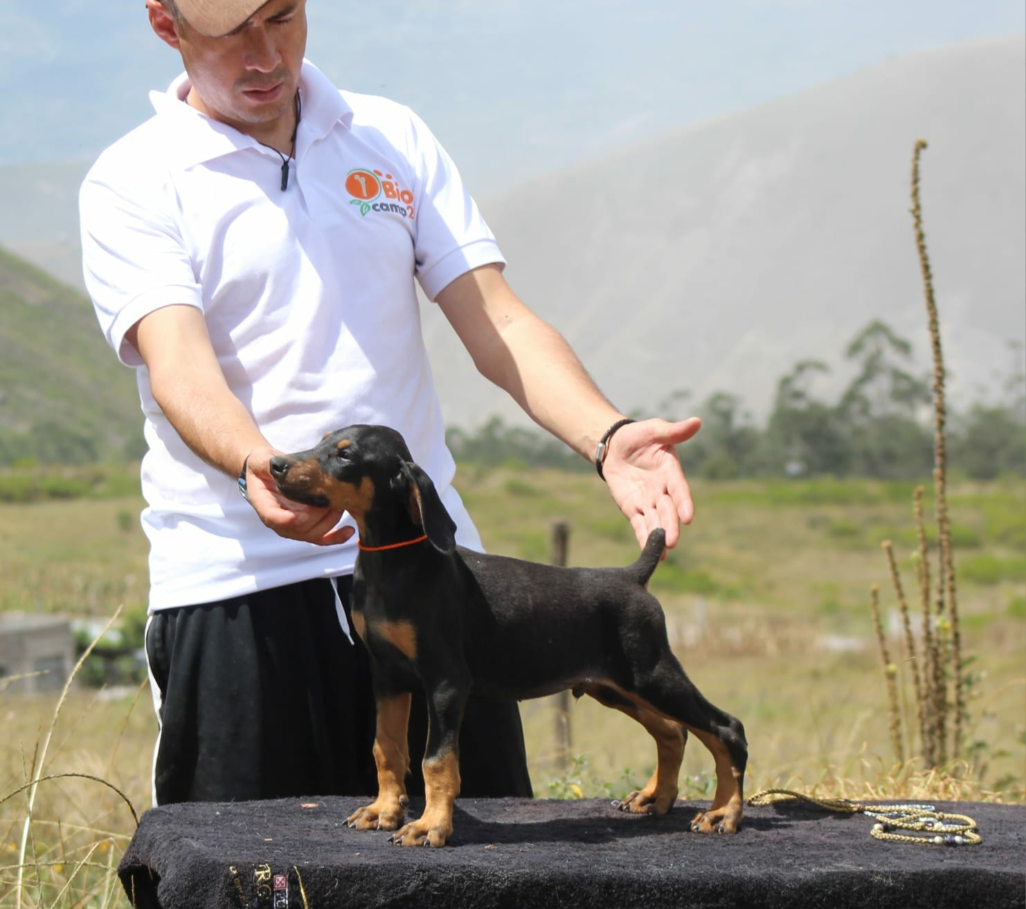 Doberman preto ou chocolate: Nomes perfeitos para cada cor