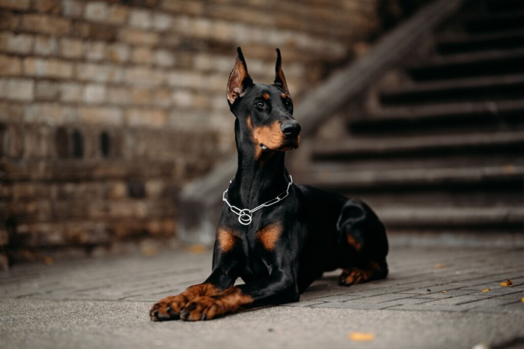 nomes para cachorro doberman