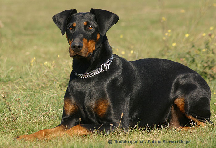 Como escolher o nome ideal para seu Doberman filhote